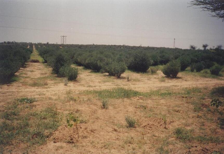 Olive grove landscape featuring neatly arranged rows of olive trees under a clear sky, showcasing agricultural practices in a dry environment.